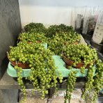 Starček (Senecio rowleyanus) - výška 20 cm, Ø 10 cm, kont. P11